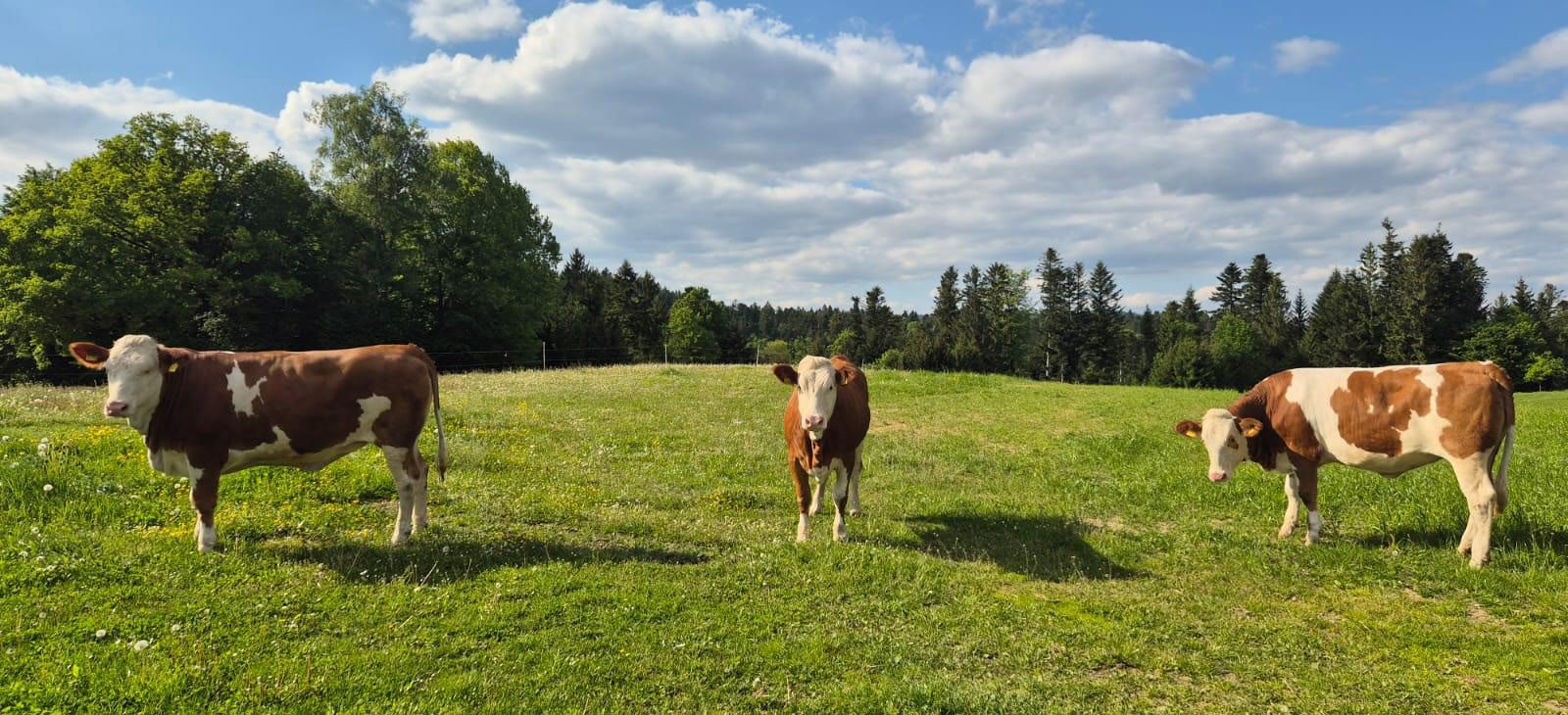 weide-fleckvieh-zuchtverband-osterhofen
